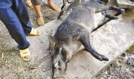 达州野猪爆料事件视频曝光,揭秘背后惊人真相