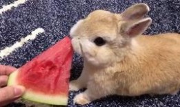 吃瓜娱乐兔子,揭秘娱乐圈幕后趣闻